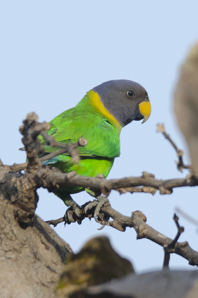 Plum-headed Parakeet - Ayan Khanra