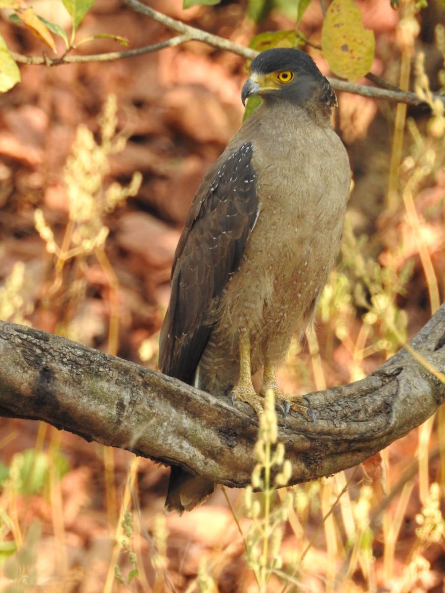 Crested Serpent-Eagle - Rajendra Gadgil