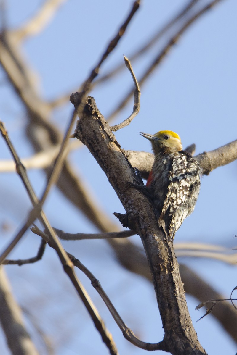 Yellow-crowned Woodpecker - Ayan Khanra