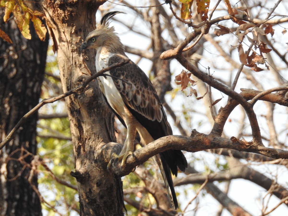 Changeable Hawk-Eagle (Crested) - Rajendra Gadgil