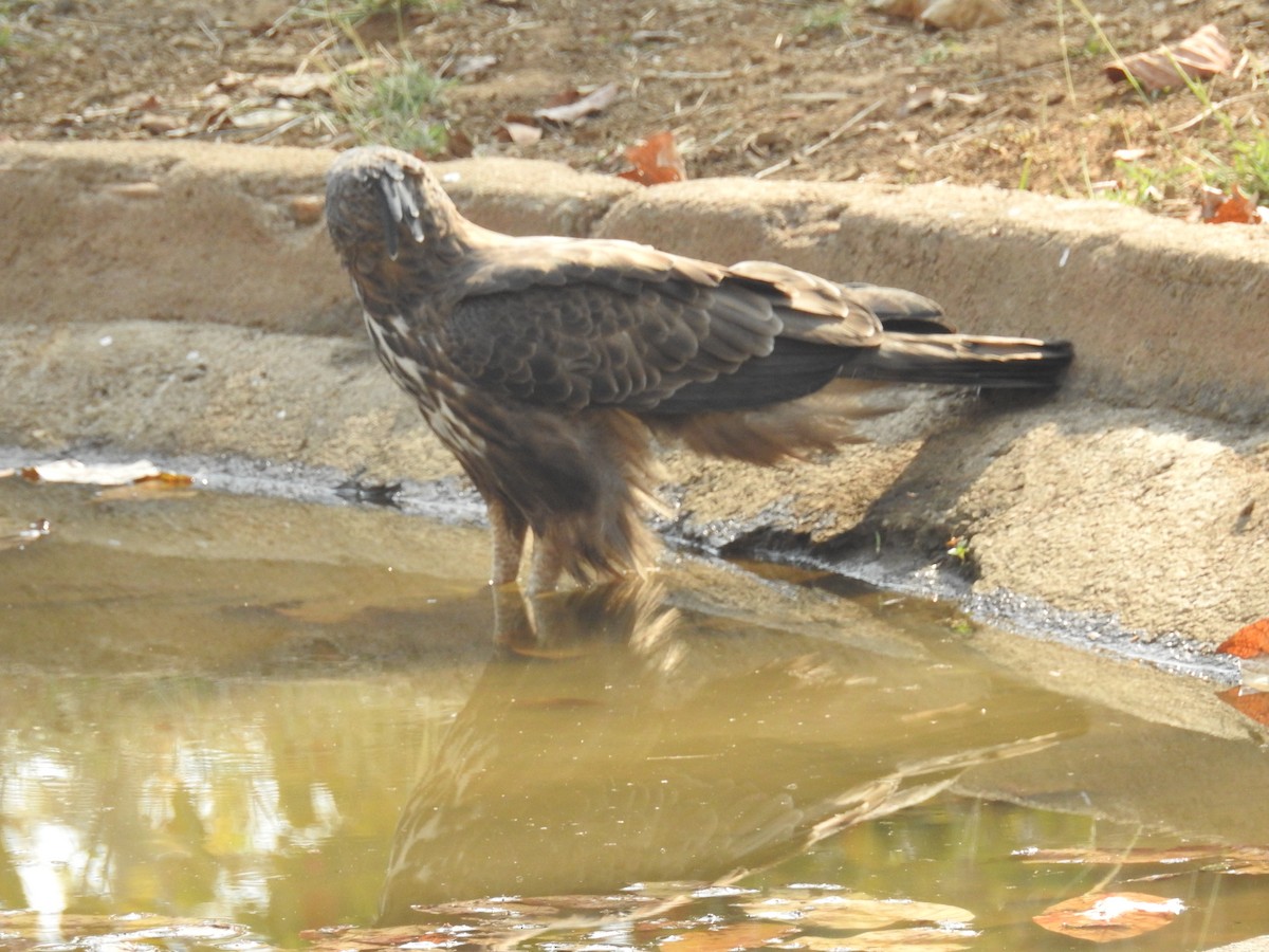 Changeable Hawk-Eagle (Crested) - ML92155101