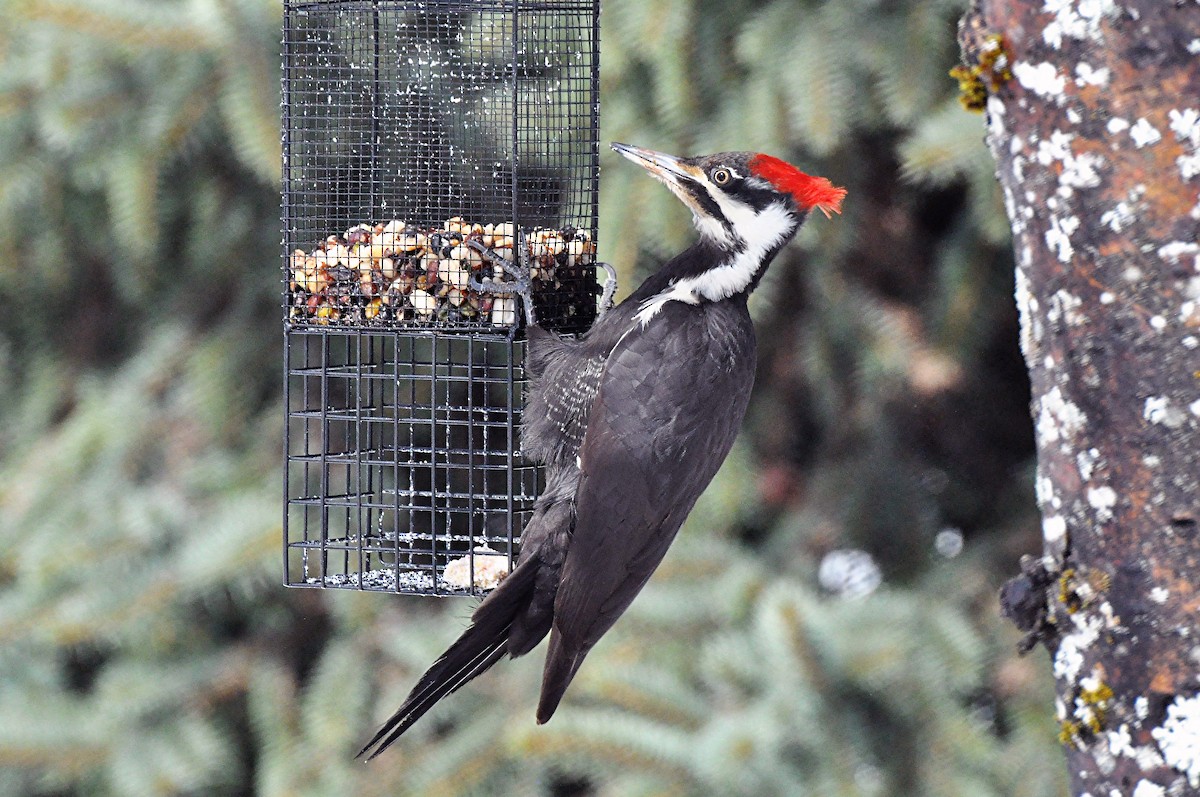 Pileated Woodpecker - John G Woods