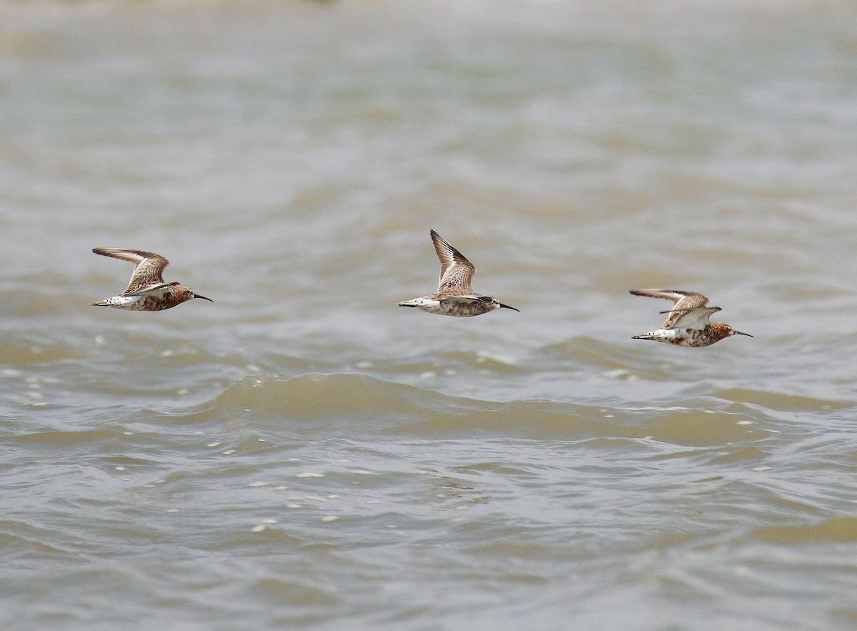 Curlew Sandpiper - Neoh Hor Kee