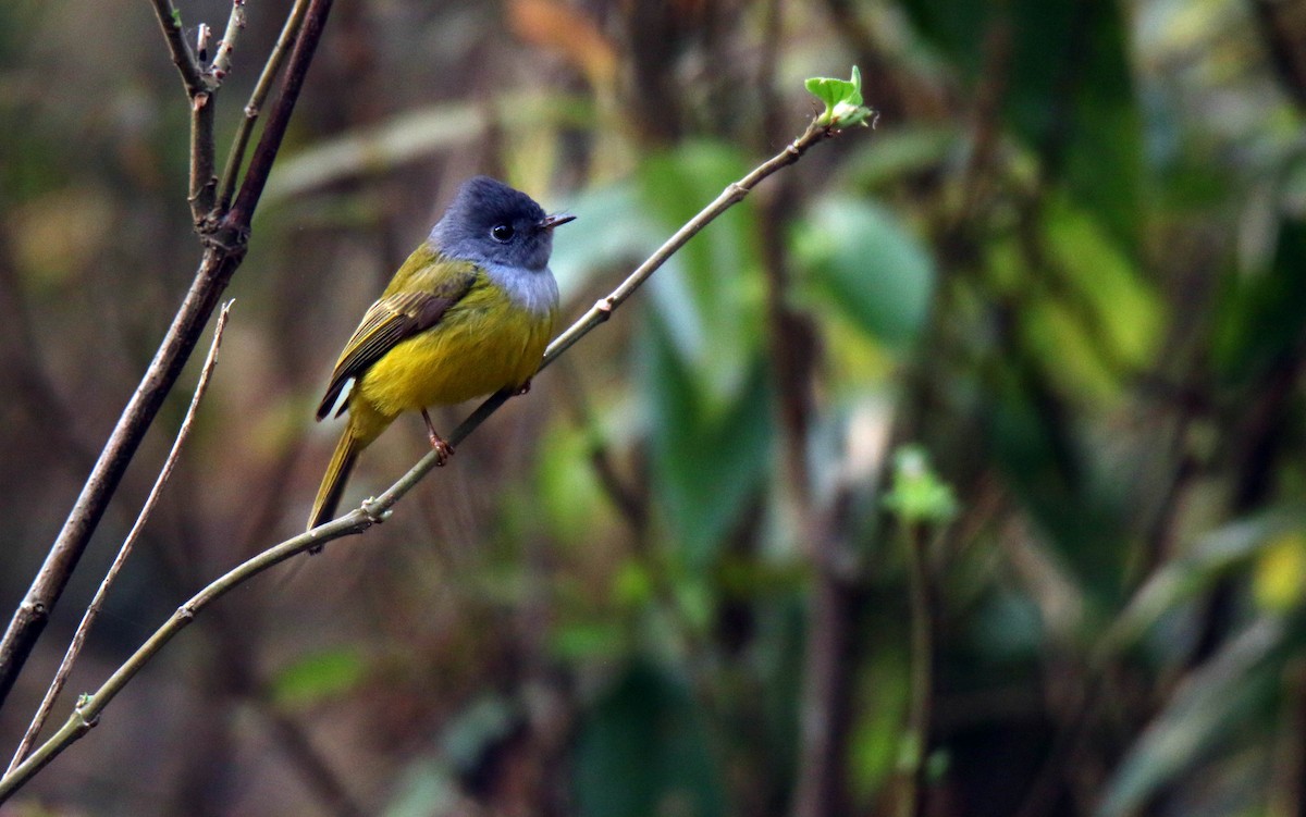 Gray-headed Canary-Flycatcher - Paras Raj Bora