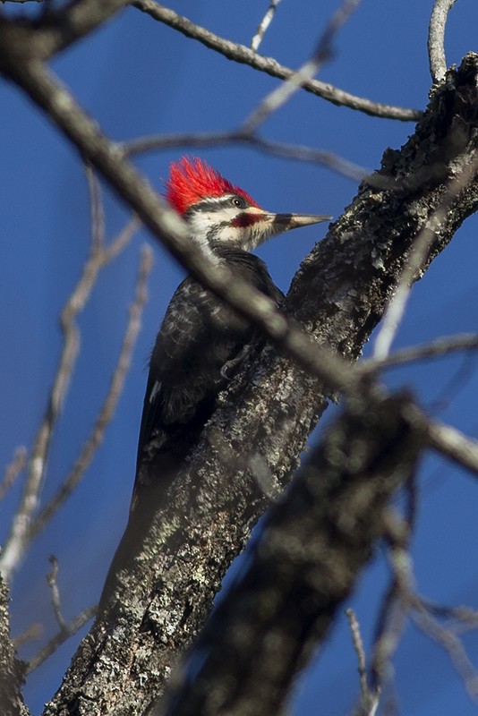 Pileated Woodpecker - Martin Wall
