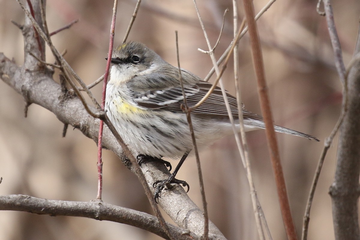 Yellow-rumped Warbler (Myrtle) - Paul Jacyk 🦉
