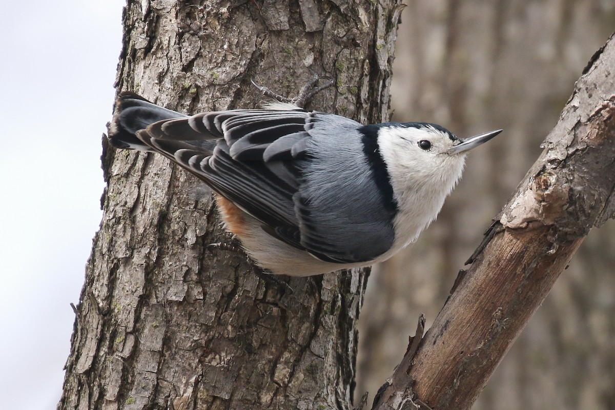 White-breasted Nuthatch - Paul Jacyk 🦉