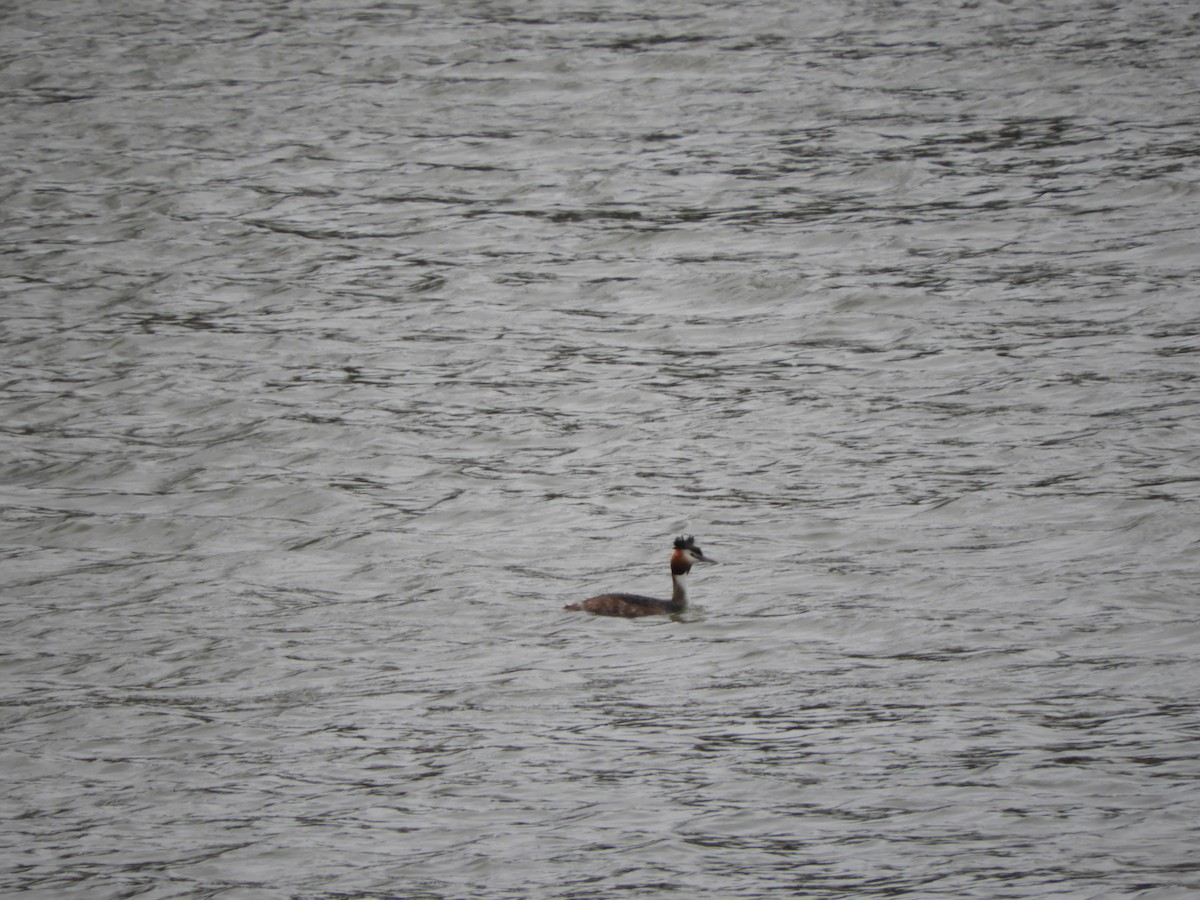 Great Crested Grebe - ML92166211