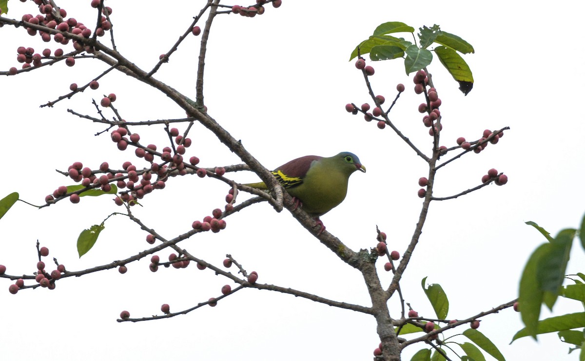 Thick-billed Green-Pigeon - Jitendra Sarmah