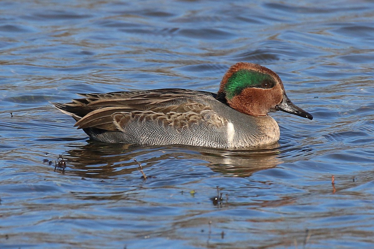 Green-winged Teal - ML92168381