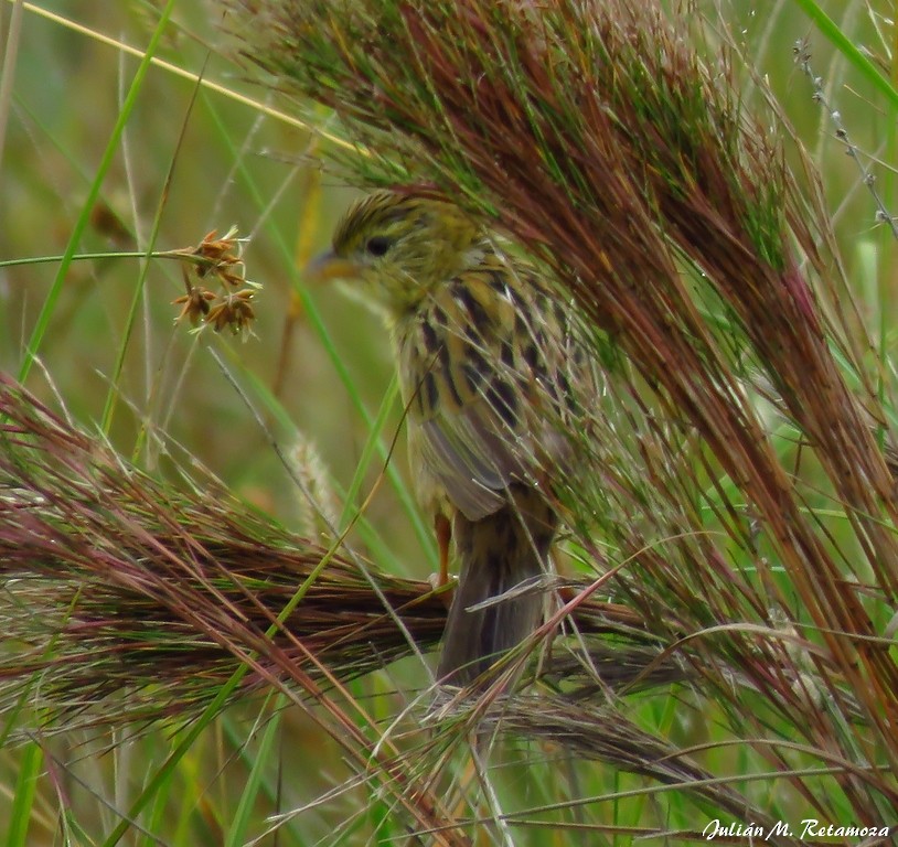 Lesser Grass-Finch - ML92170161