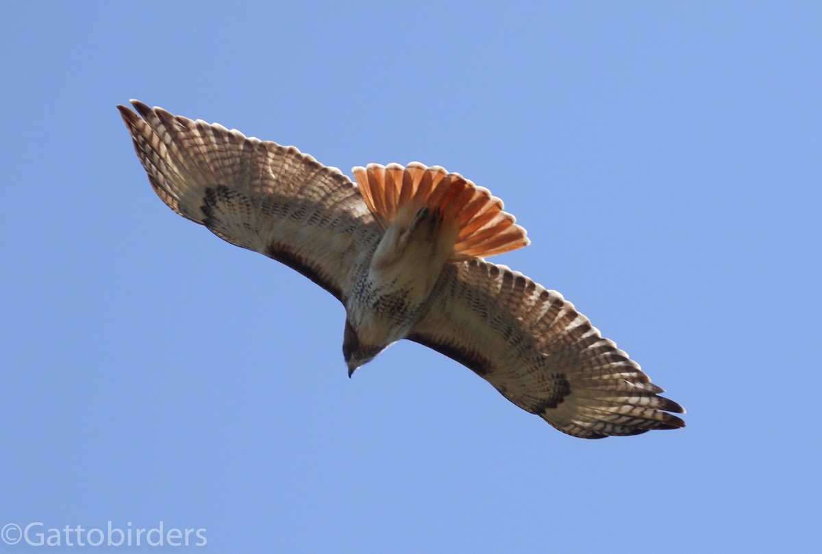 Red-tailed Hawk - Nathan Gatto