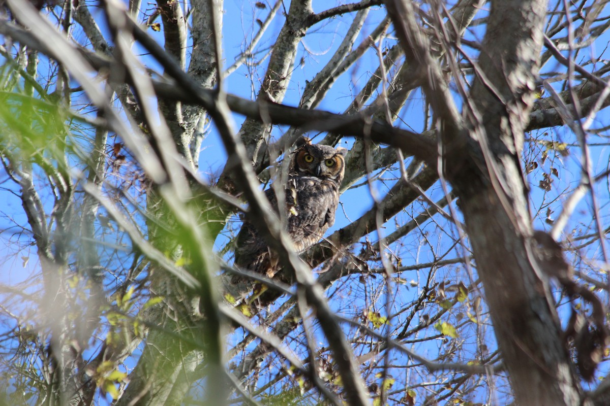 Great Horned Owl - ML92173221