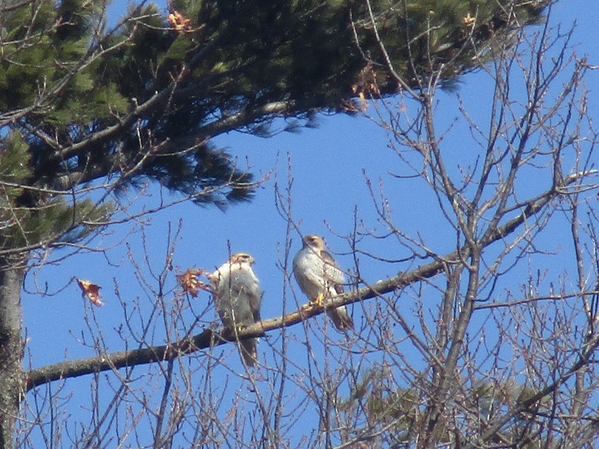 Red-tailed Hawk - ML92173411