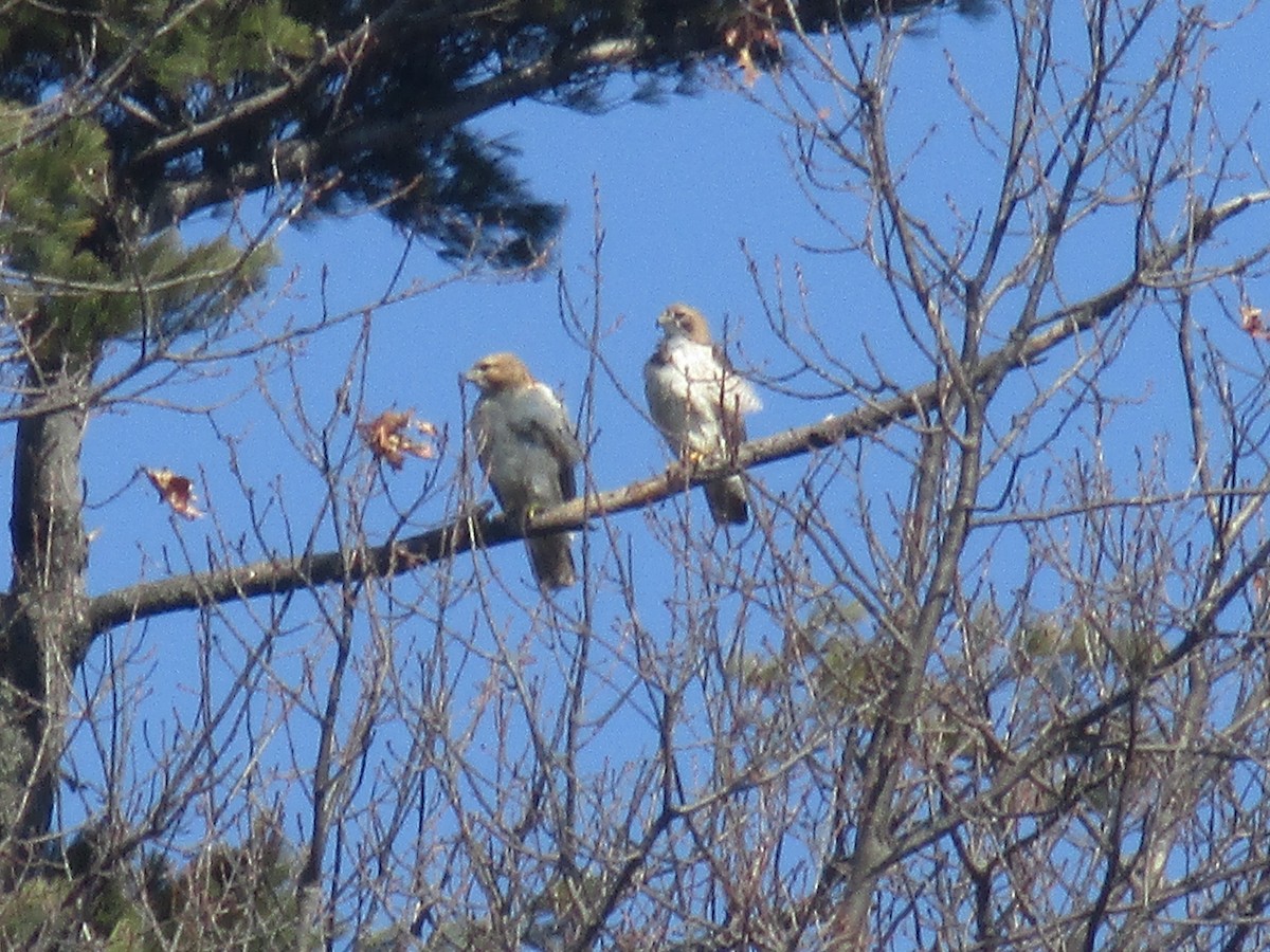 Red-tailed Hawk - ML92173421