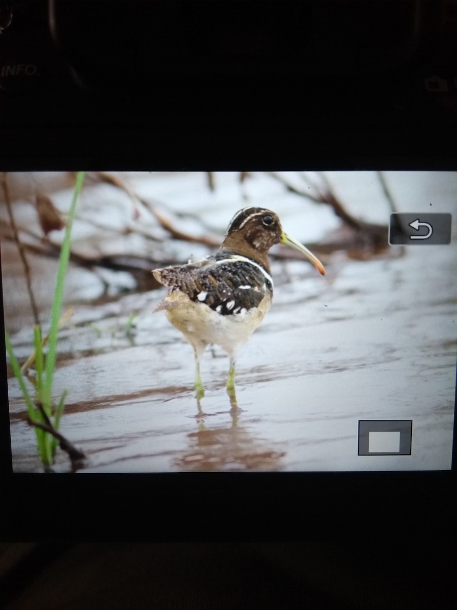 South American Painted-Snipe - Demis Bucci