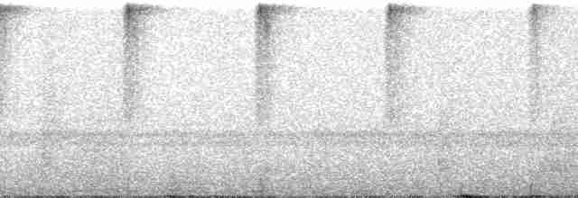 Черноухий колибри [группа melanogenys] - ML92178