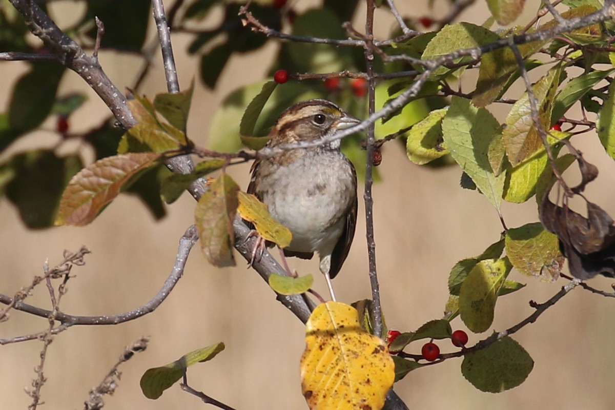 White-throated Sparrow - ML92179571
