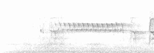 Юнко сірий (підвид hyemalis/carolinensis) - ML92179811