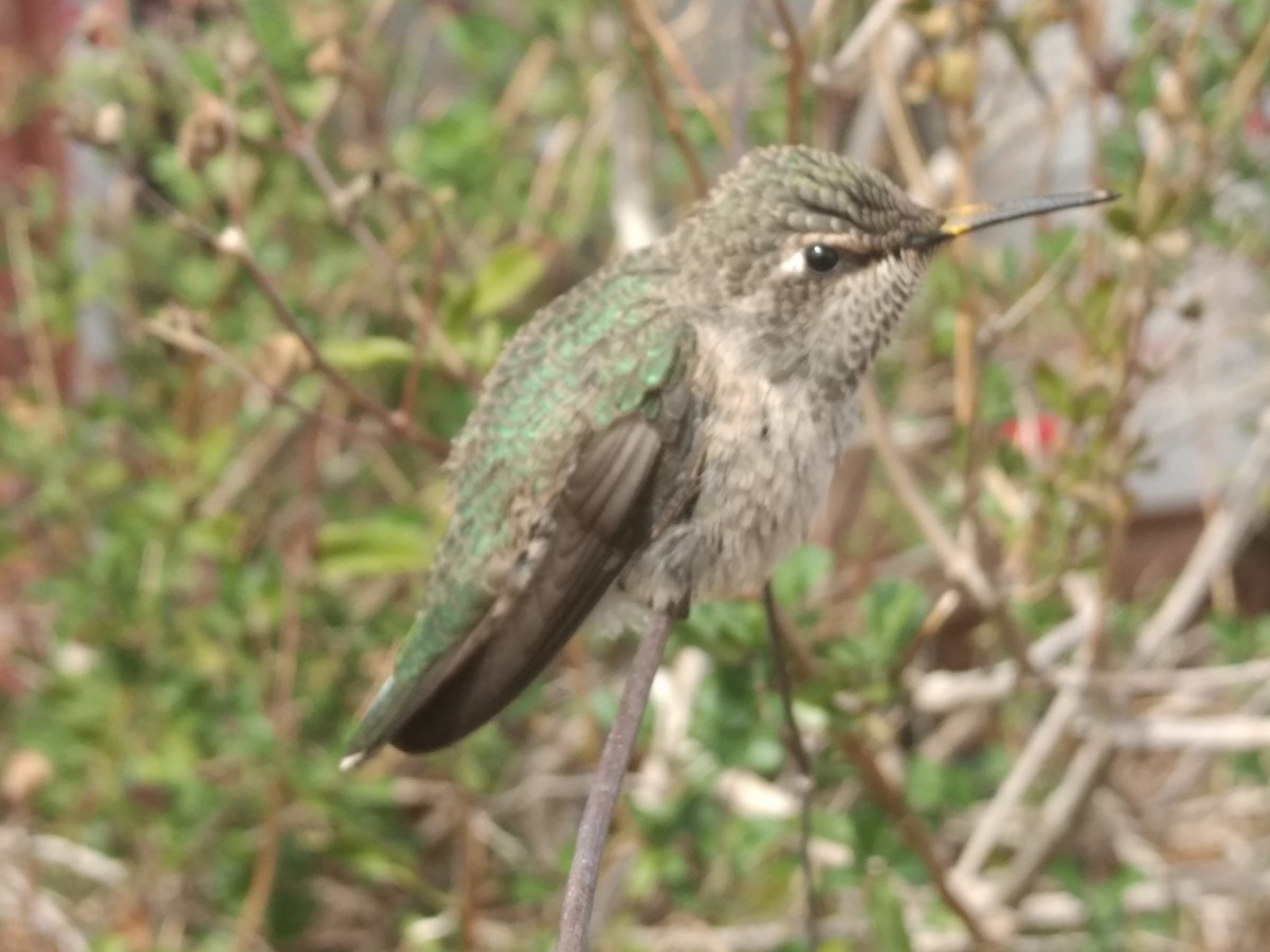 Anna's Hummingbird - ML92183751