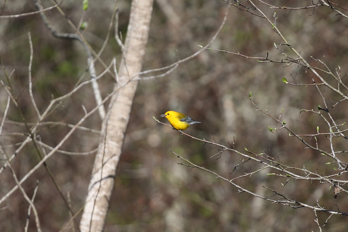 Prothonotary Warbler - Eugene Huryn