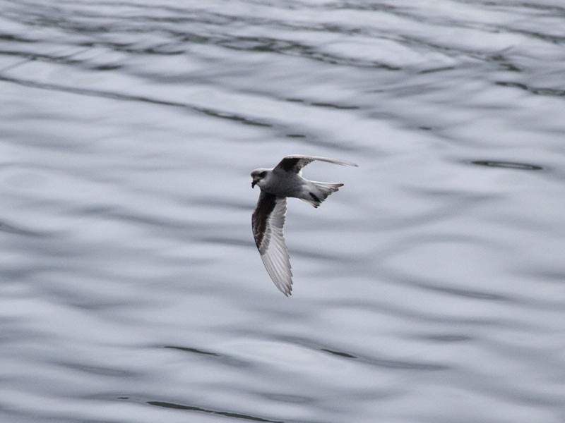 Fork-tailed Storm-Petrel - ML92186221