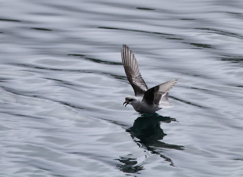 Fork-tailed Storm-Petrel - ML92186231