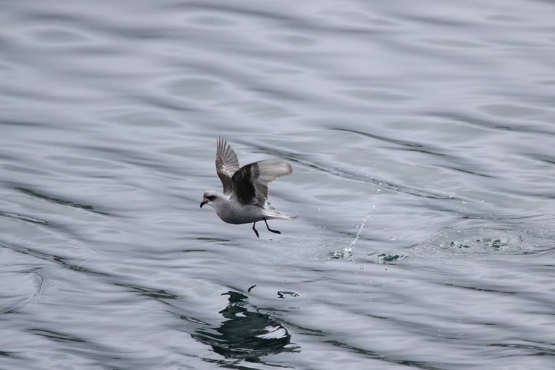 Fork-tailed Storm-Petrel - ML92186241