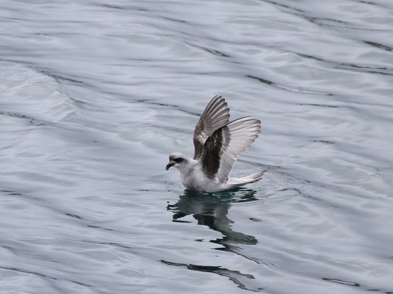 Fork-tailed Storm-Petrel - ML92186251