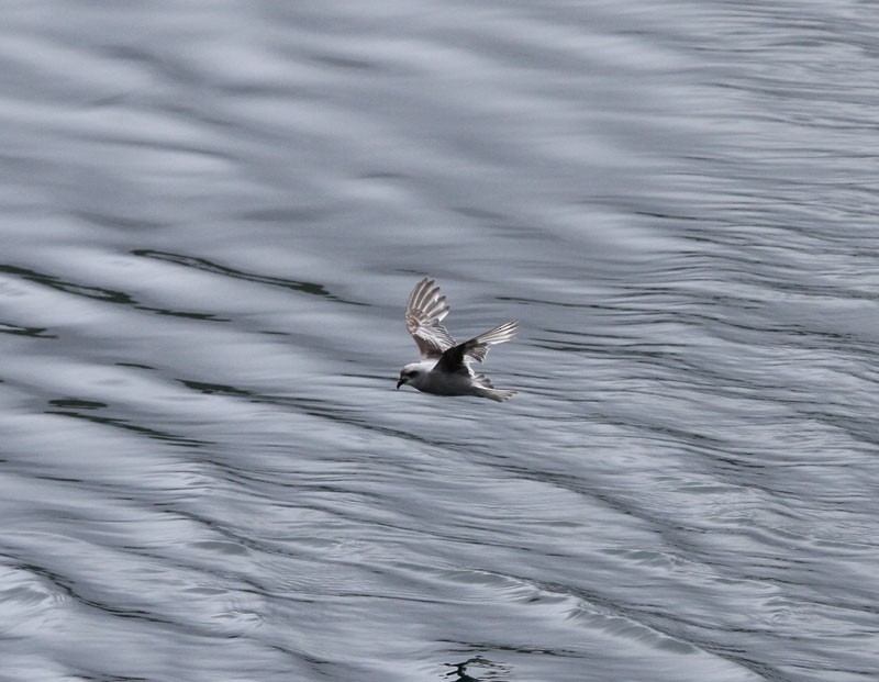 Fork-tailed Storm-Petrel - ML92186271