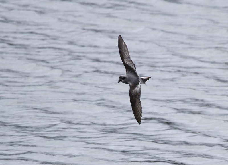Fork-tailed Storm-Petrel - ML92186301