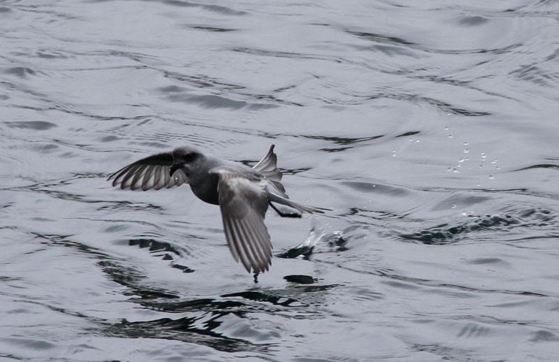 Fork-tailed Storm-Petrel - ML92186311