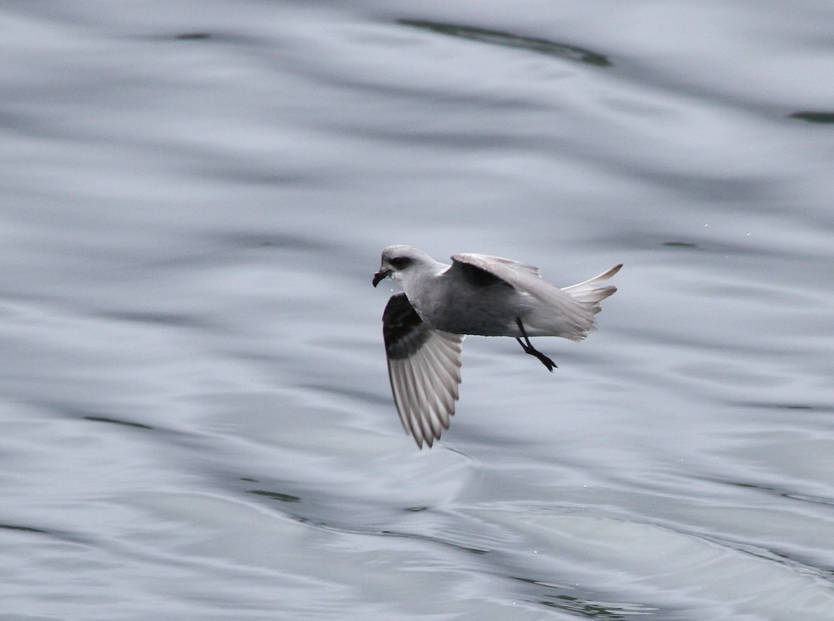 Fork-tailed Storm-Petrel - ML92186321