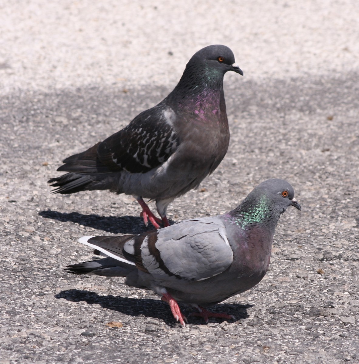 Rock Pigeon (Feral Pigeon) - ML92187051