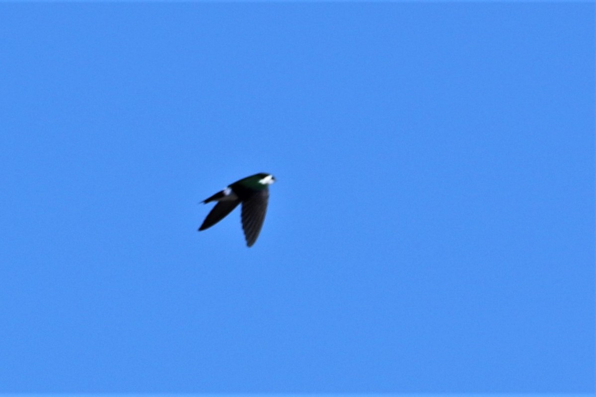 Violet-green Swallow - Robert n Cynthia Danielson