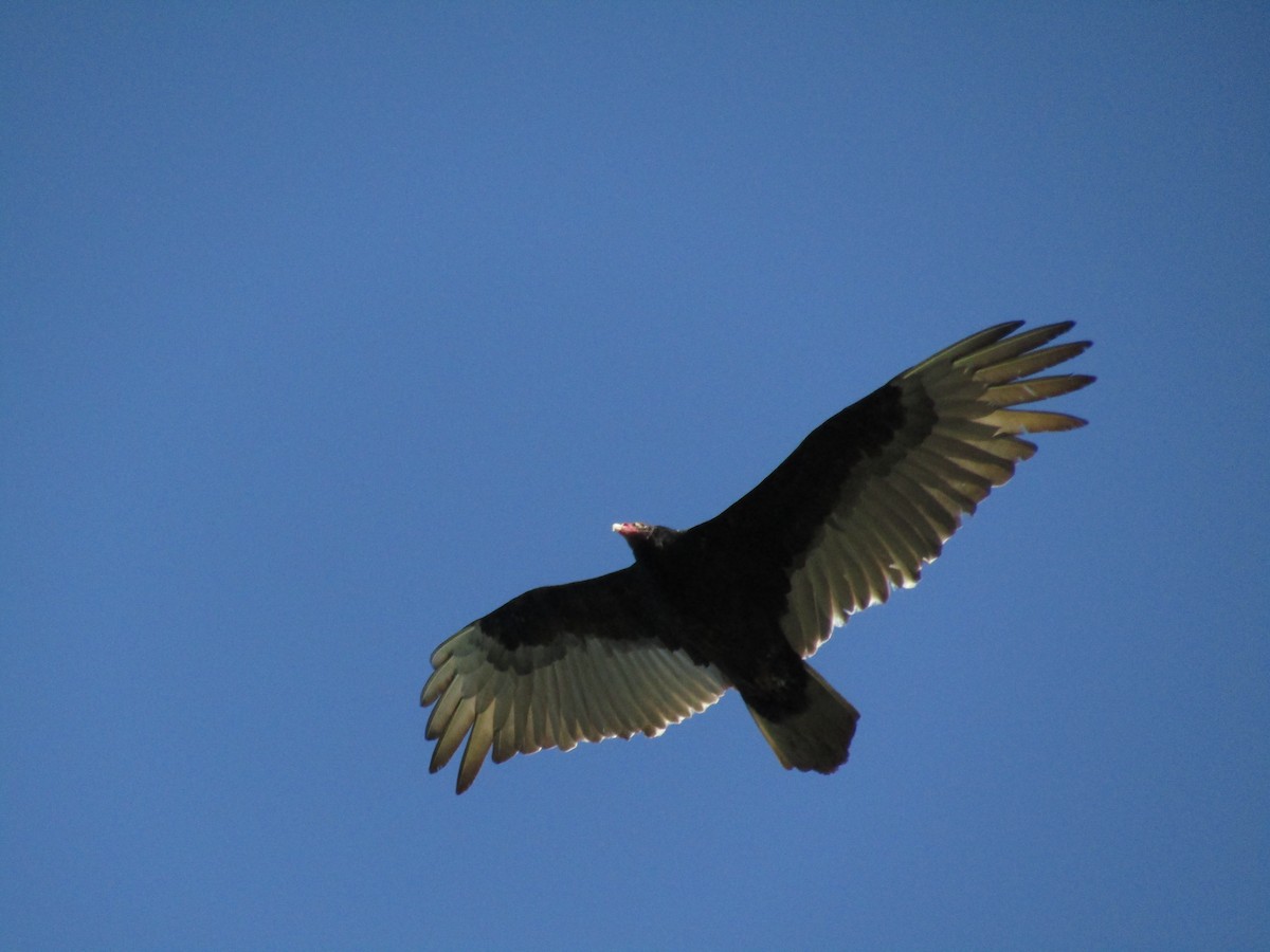 Turkey Vulture - Joseph Bertola
