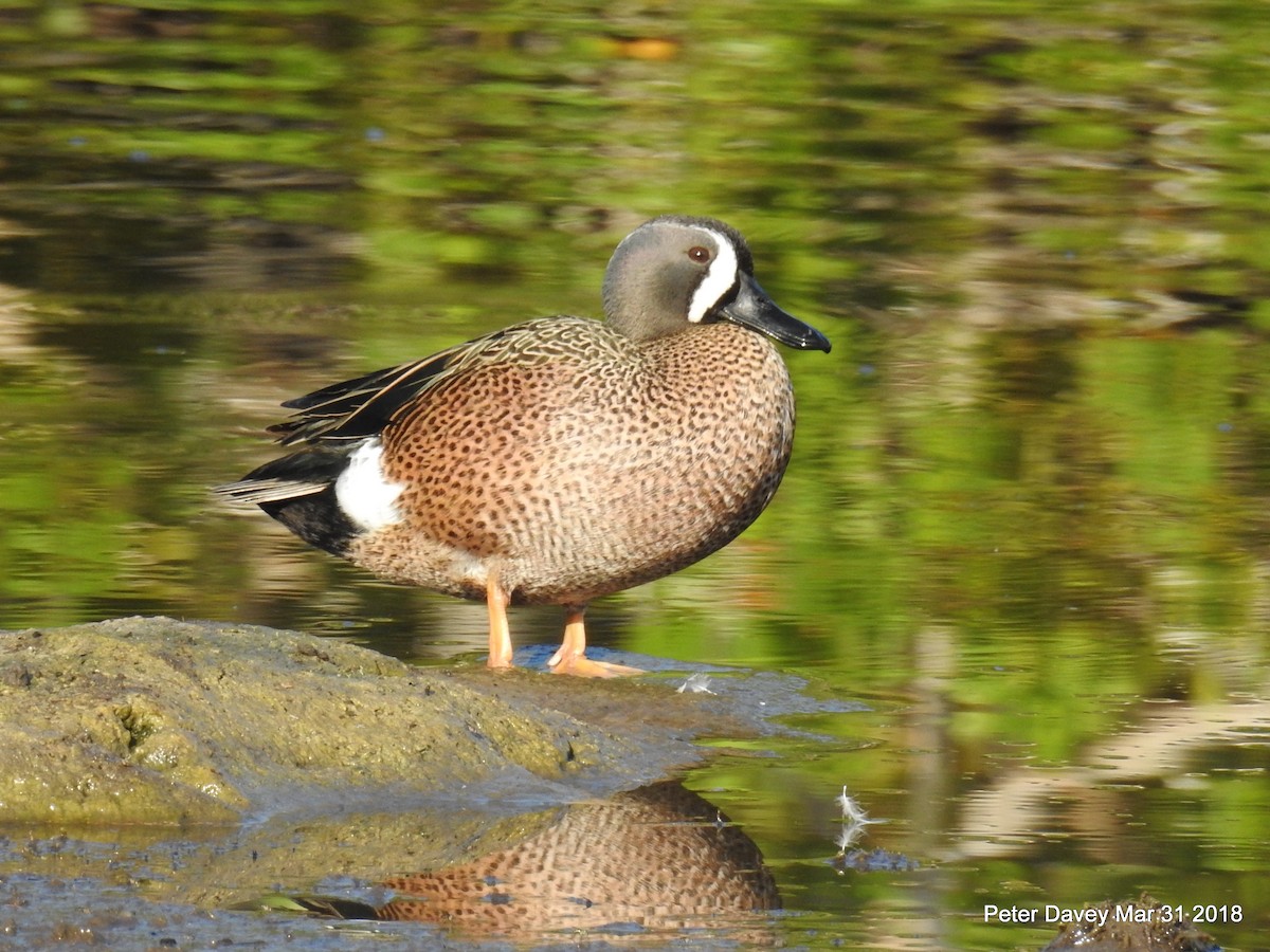 Blue-winged Teal - Peter Davey