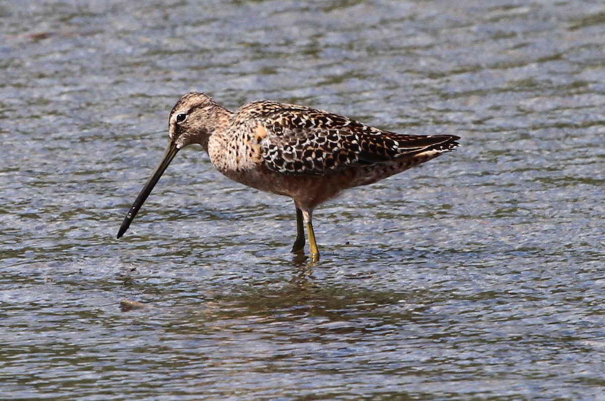 Long-billed Dowitcher - ML92194151