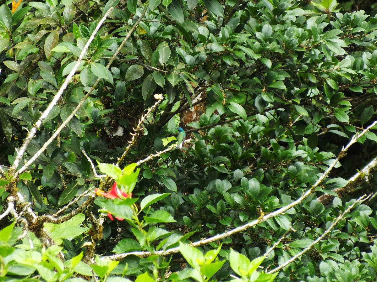 kolibřík bělokrký - ML92194771