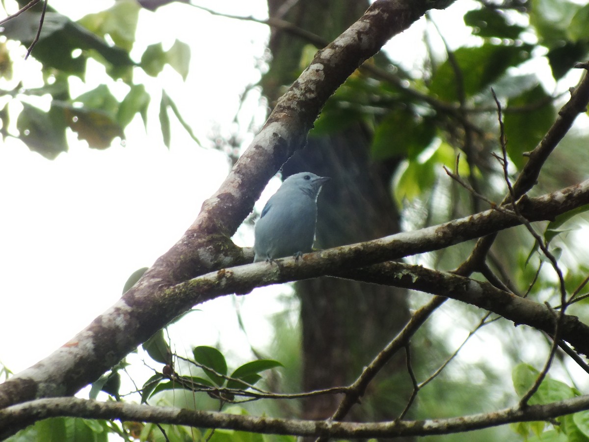 Blue-gray Tanager - ML92194981