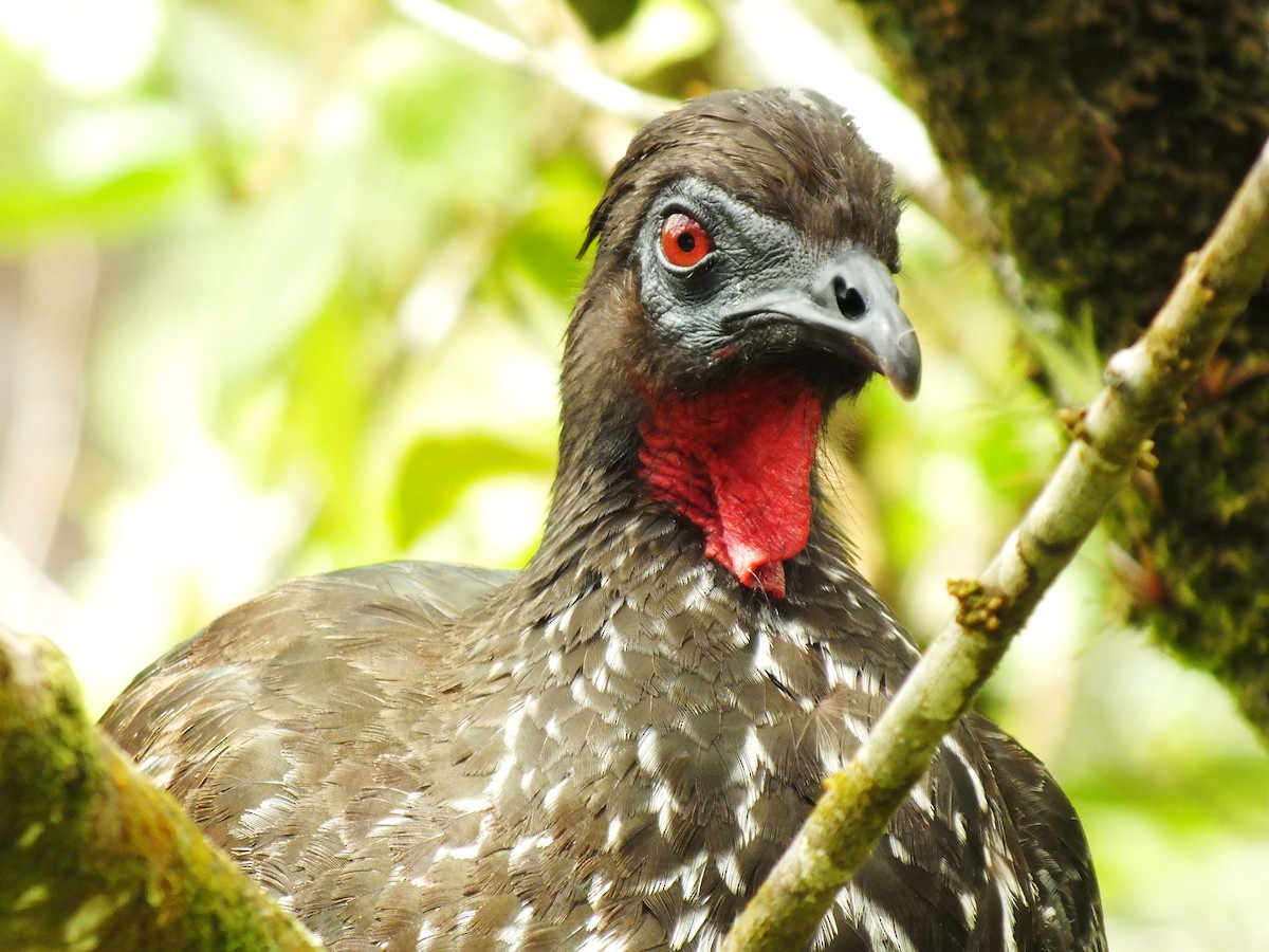 Crested Guan - ML92195381