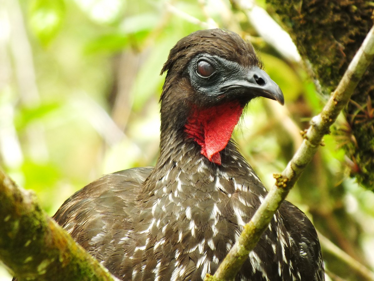 Crested Guan - ML92195411