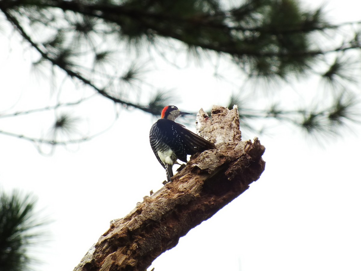Black-cheeked Woodpecker - ML92195541