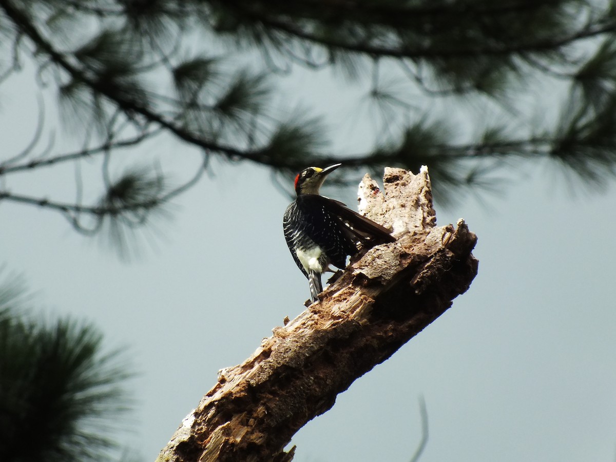 Black-cheeked Woodpecker - ML92195561