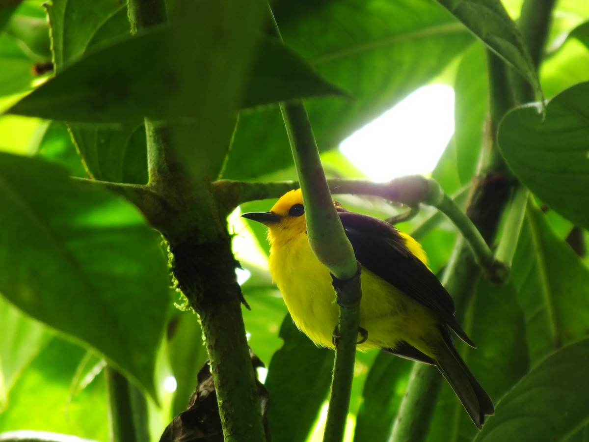 Black-and-yellow Tanager - ML92196081