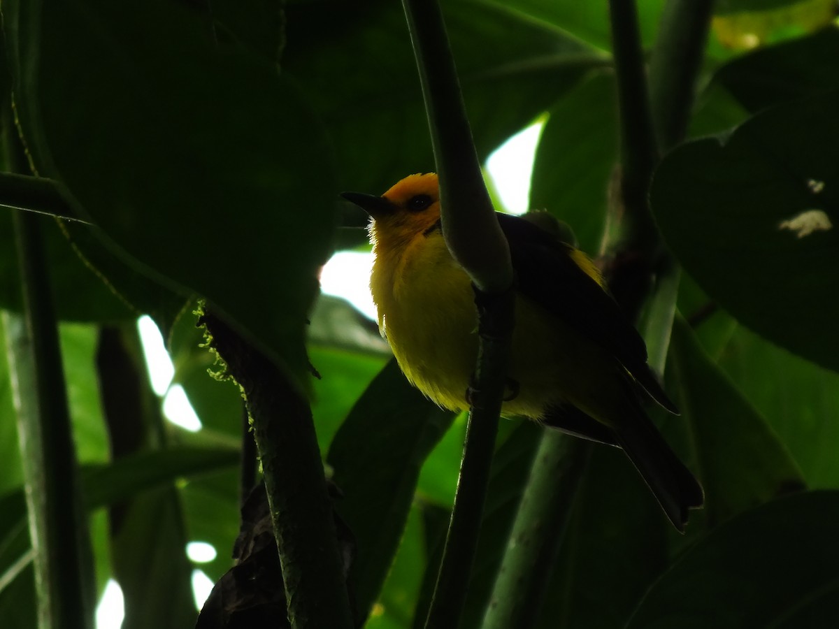 Black-and-yellow Tanager - ML92196091