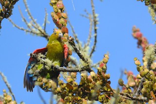  - Indigo-winged Parrot