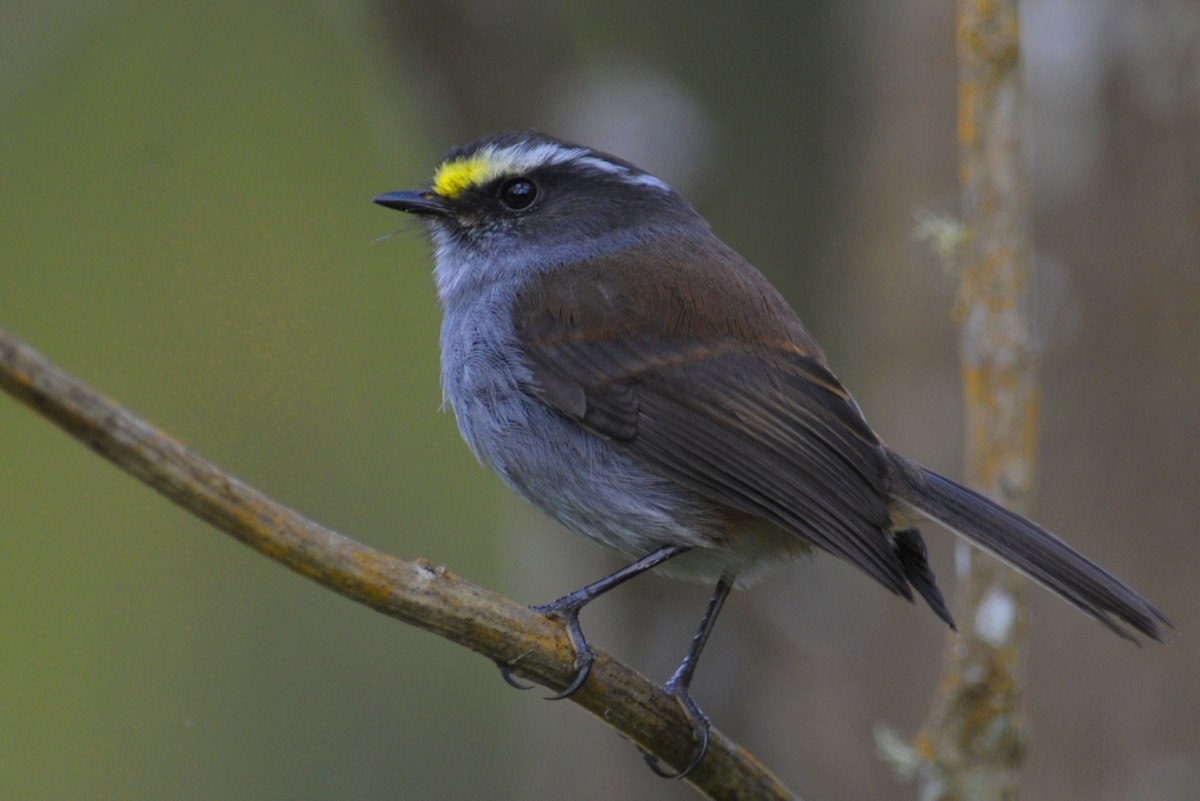 Crowned Chat-Tyrant - ML92199031