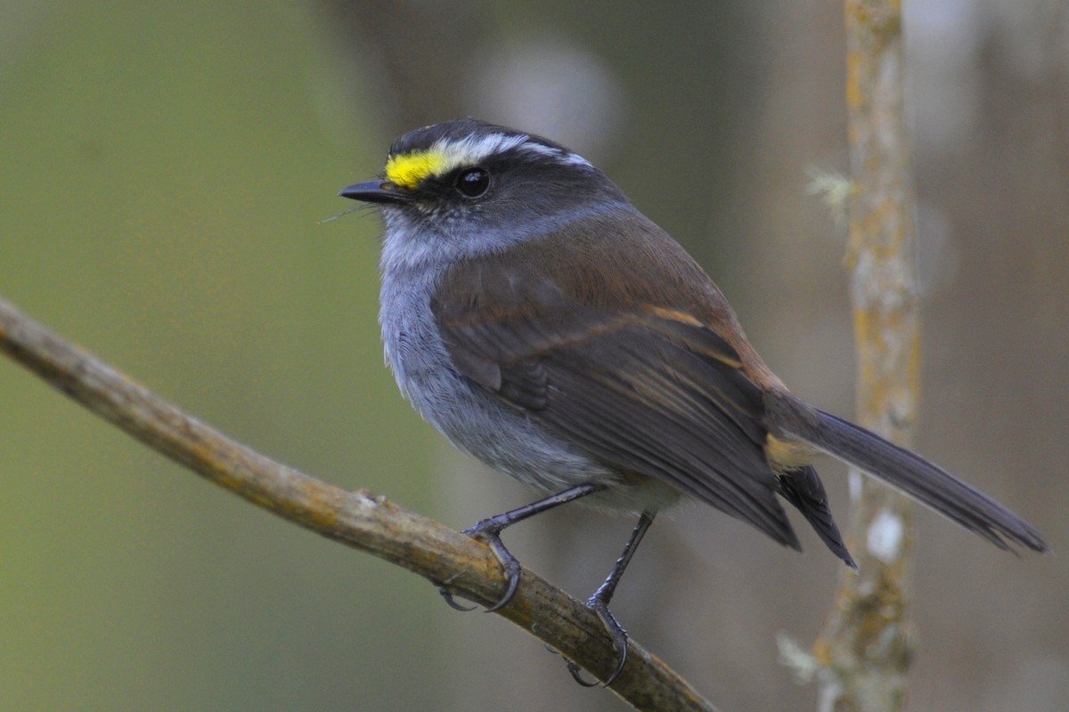 Crowned Chat-Tyrant - ML92199061