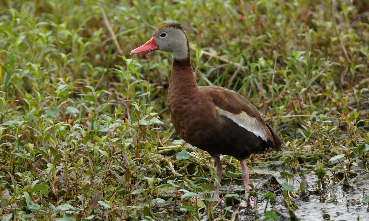 Black-bellied Whistling-Duck - ML92202021